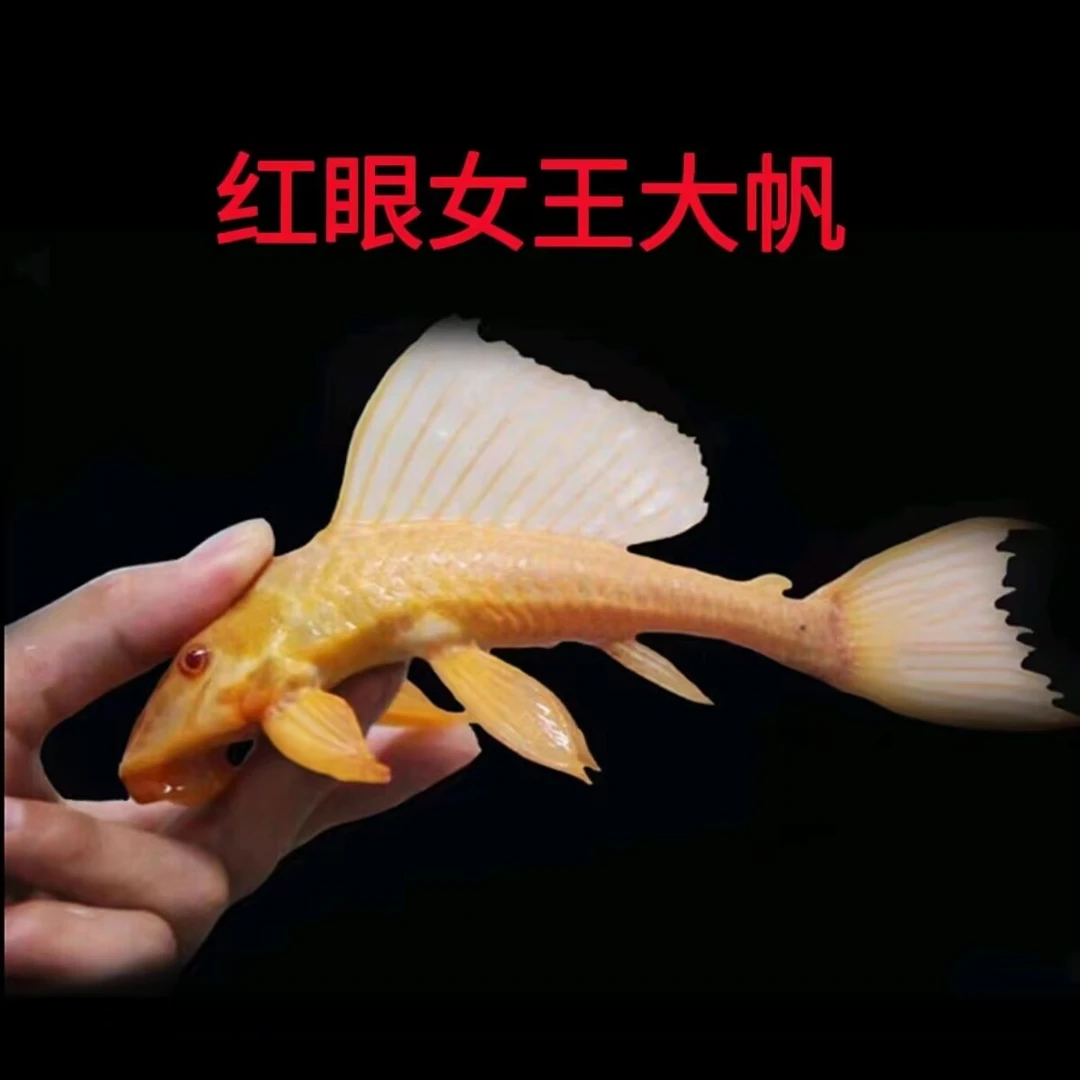 塔普拉红眼女王大帆鱼黄金胡子鱼黄金大帆豹纹清清洁鱼工具鱼除藻