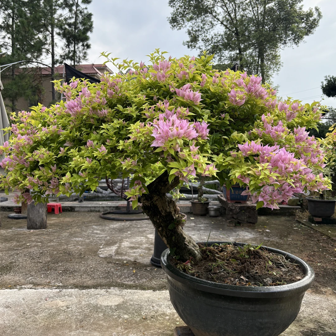 三角梅之粉红豹，盆栽三季开花适合阳台庭院种植