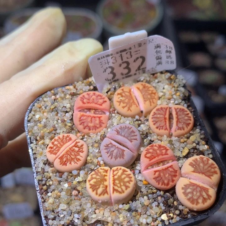 涵*精品生石花313.332
