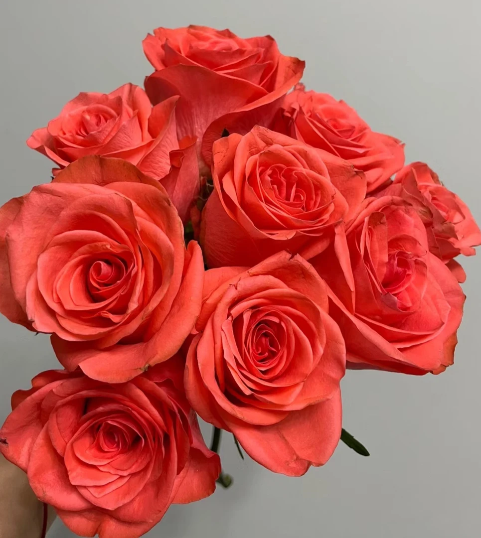 迪瑞特新品切花【召唤】橘色高杯大切花阳台庭院月季