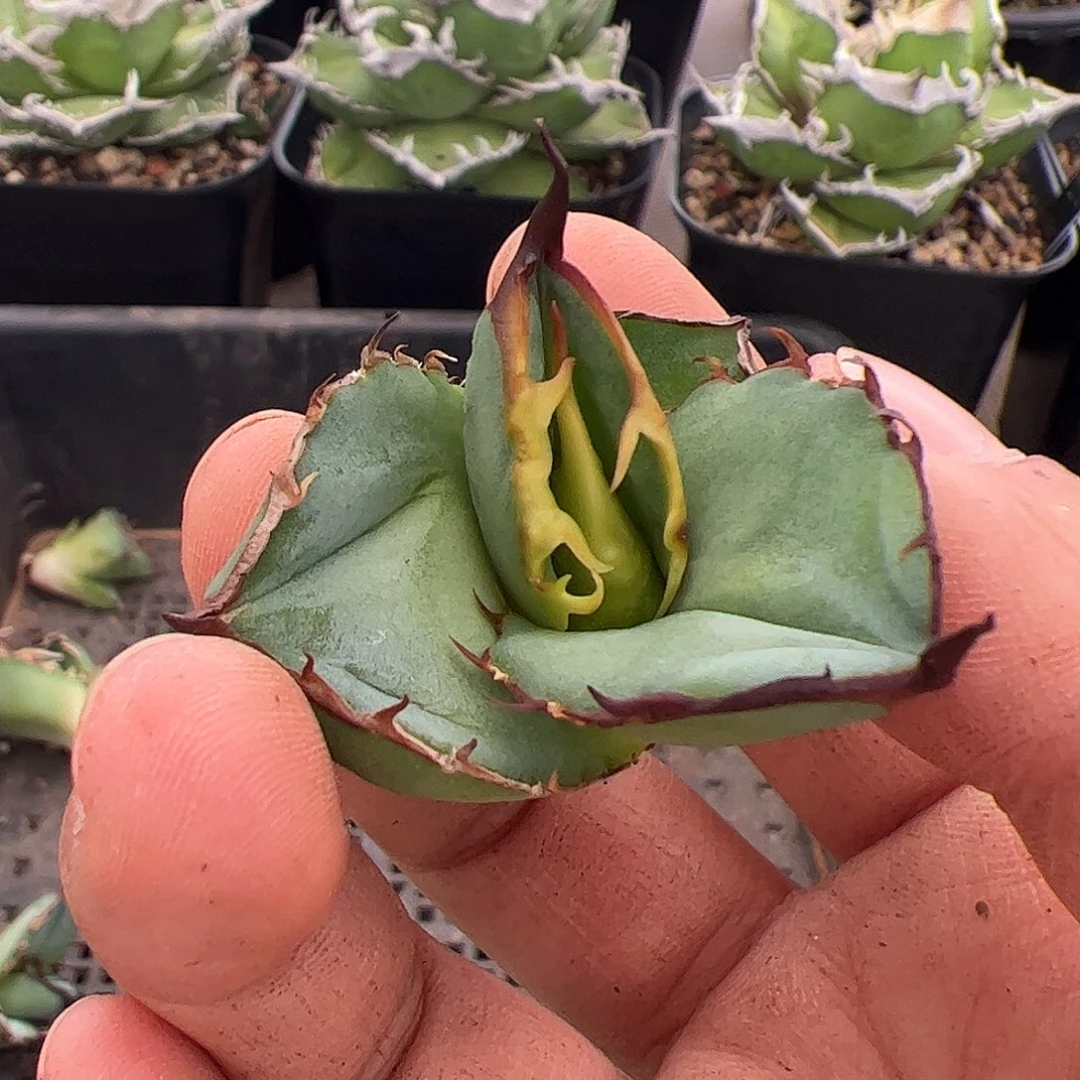 绿肌龙舌兰仁王冠顶芽