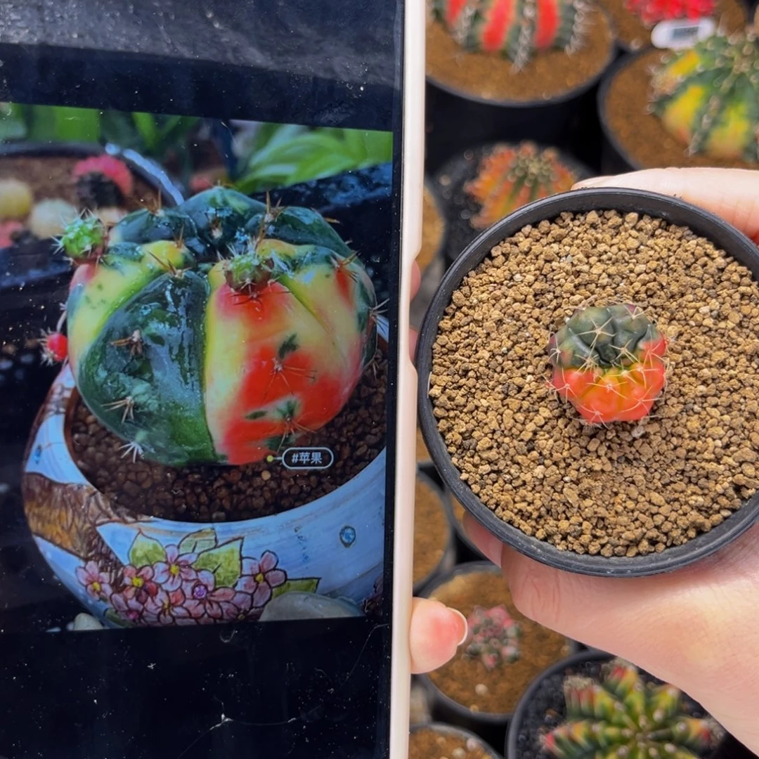 毒苹果 米哈仙人球