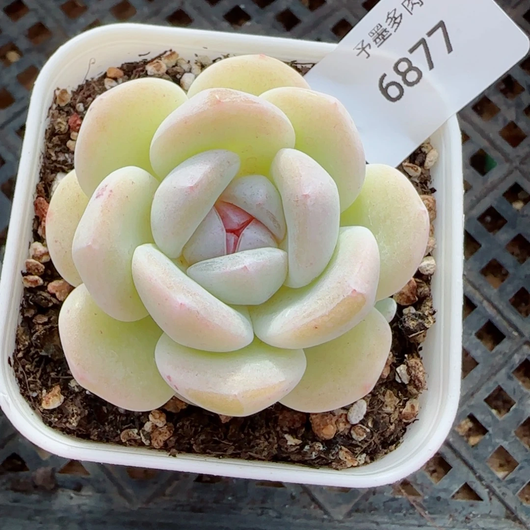 玻璃体糖心冰玉，6877多肉植物