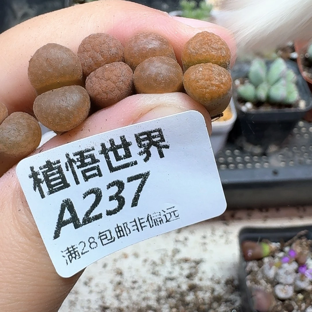 多肉植物的润泽rnm