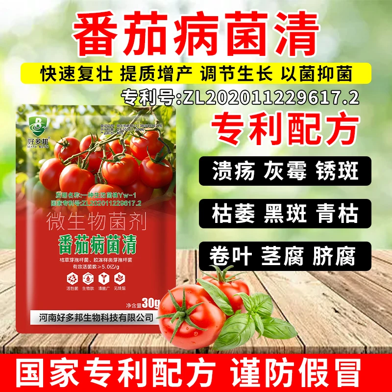 番茄病菌清番茄叶斑卷叶炭疽灰霉青枯国家专利配方正品微生物菌剂