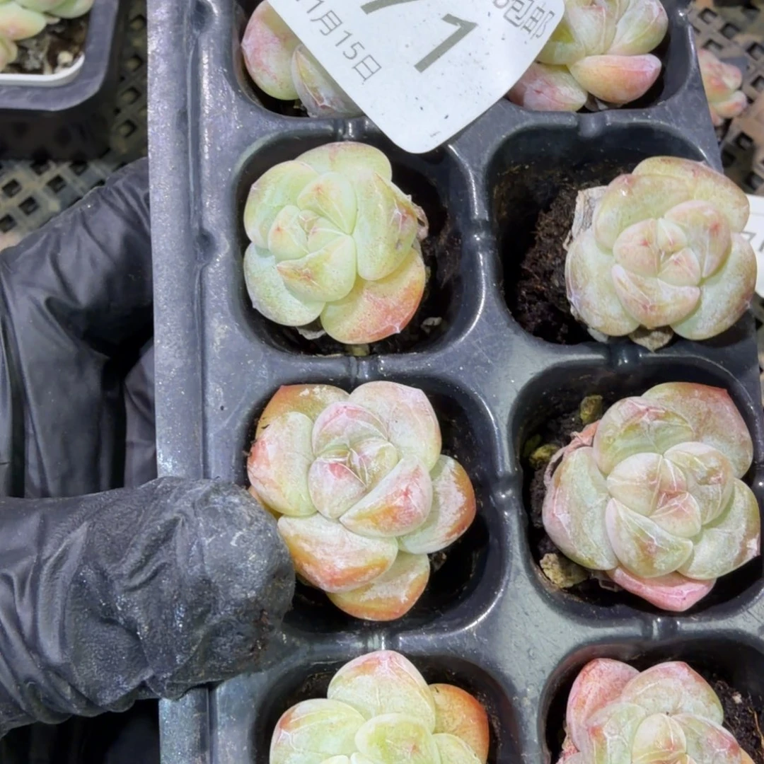 71 号江北多肉到手1框