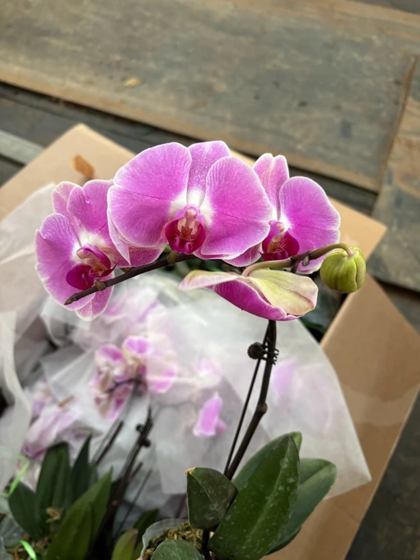 蝴蝶兰———(2183)开花发货
