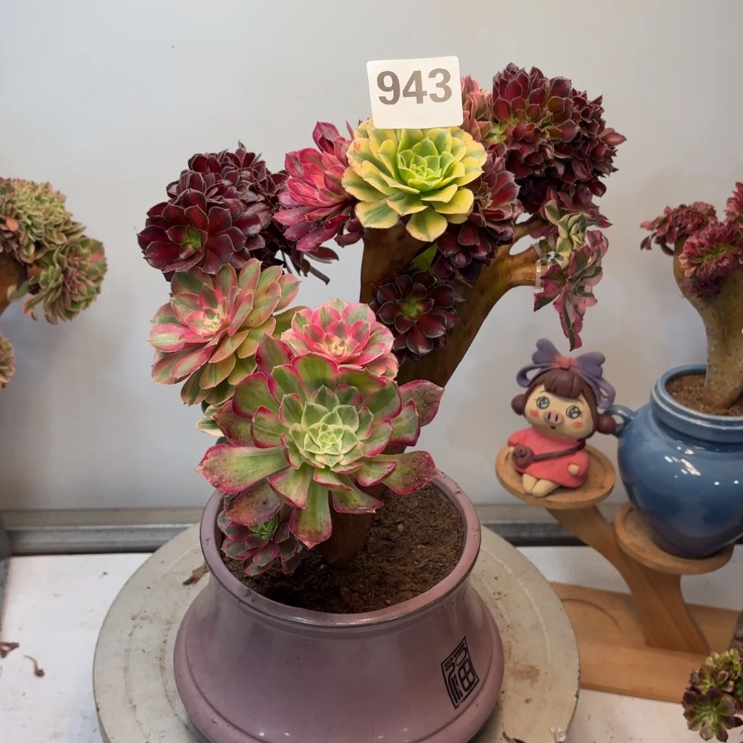 多肉植物缀化嫁接943