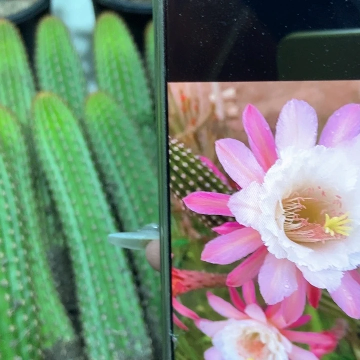 仙人球卡布奇诺自根一个