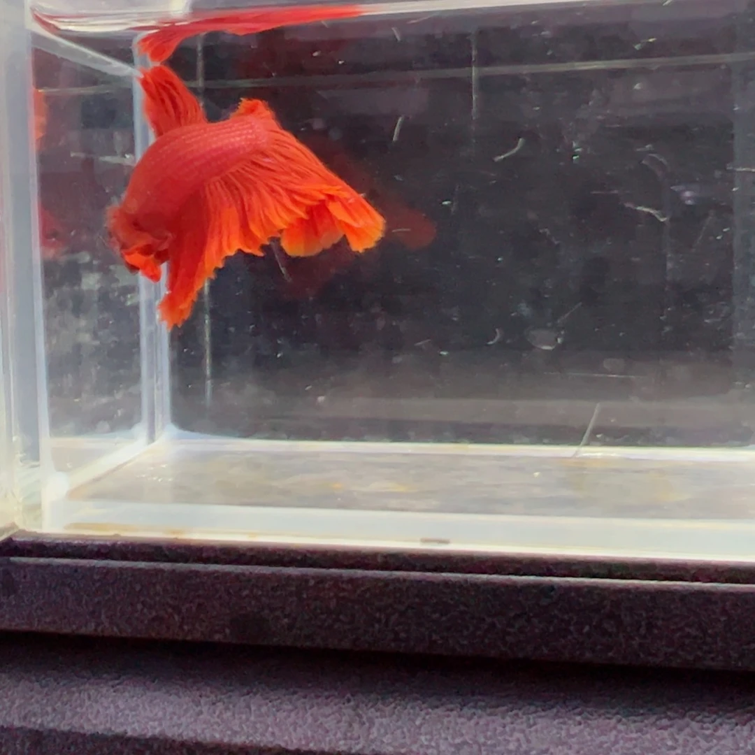 斗鱼浅色仙仙裙特殊尾