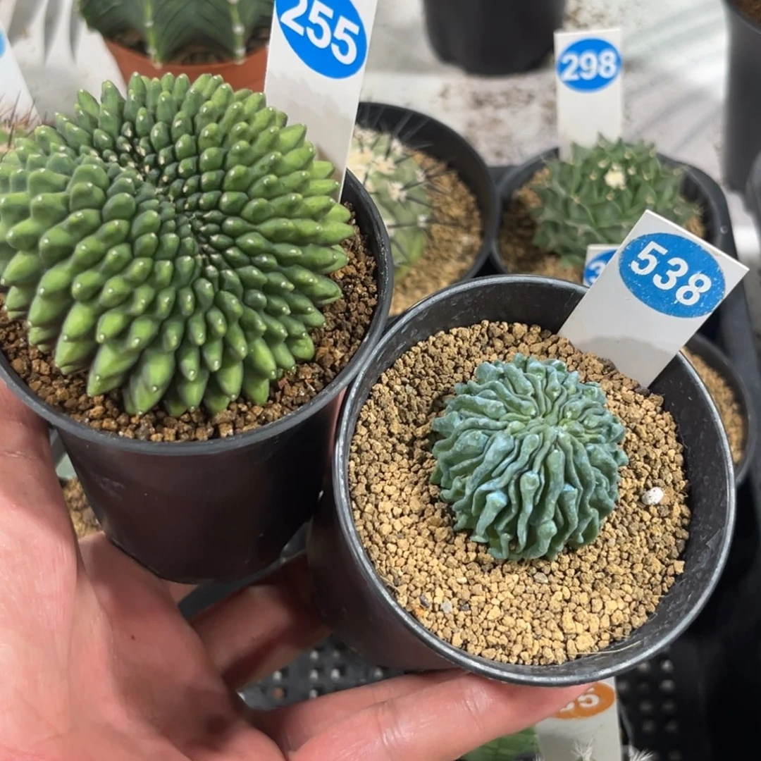 发***薯255貘、538蝌蚪球带盆