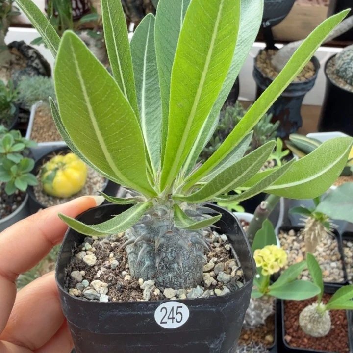 慧比大黑245 仙人球