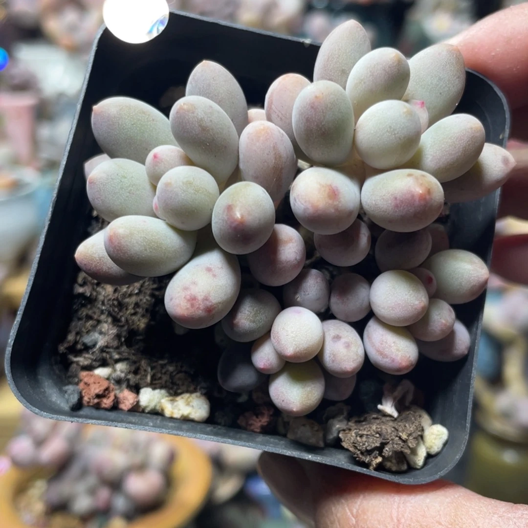 仙子奶酪多肉植物