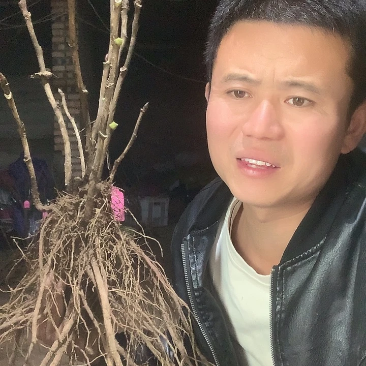 守***福当前无花栽培后可以开花