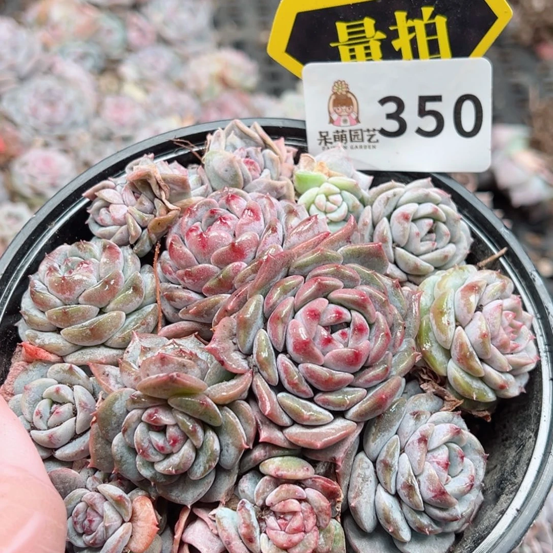 多肉植物多肉植物