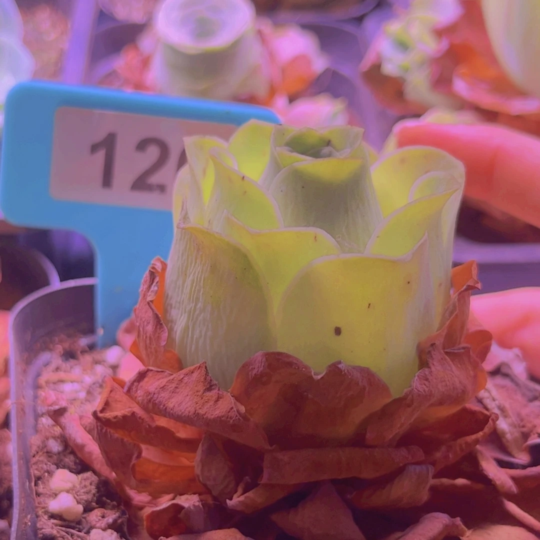 126山地玫瑰绿色