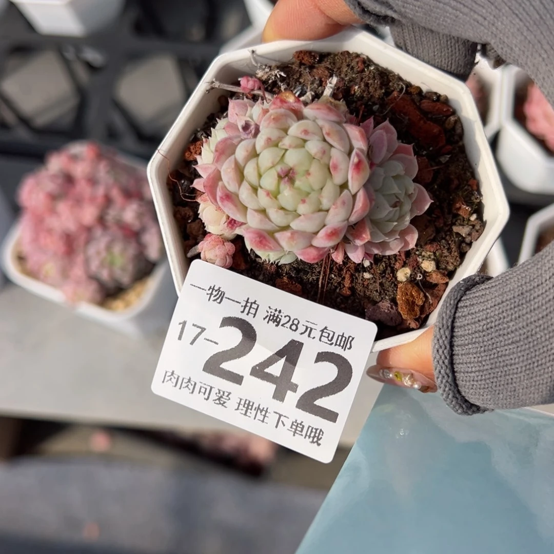 羊脂球多肉多肉多肉多肉多肉多肉