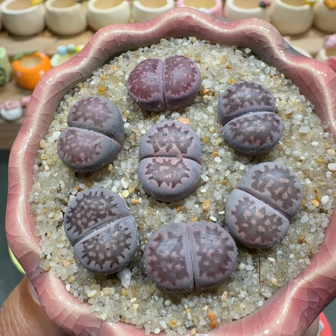 蘑菇1113紫李多肉植物