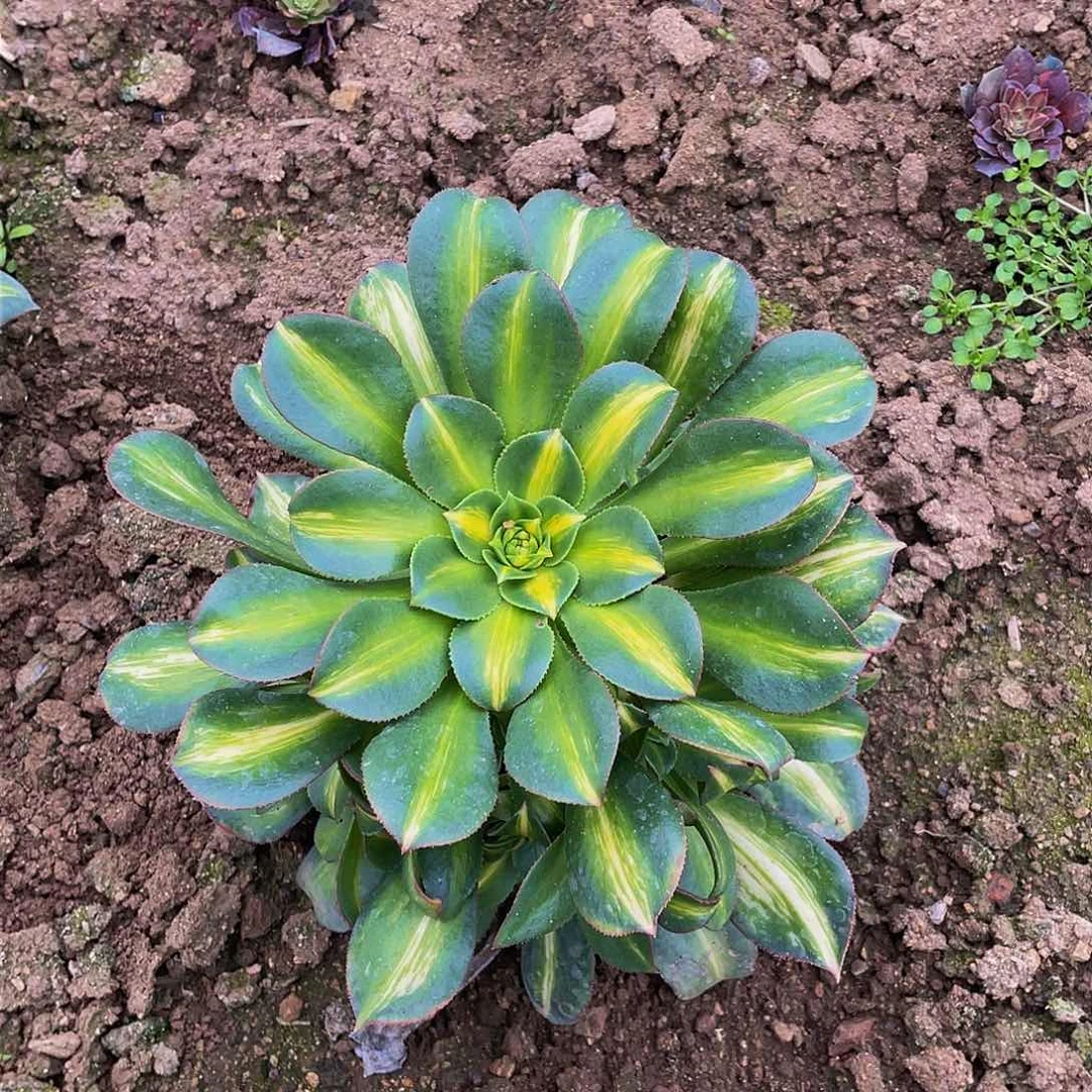 2712幻影多肉植物