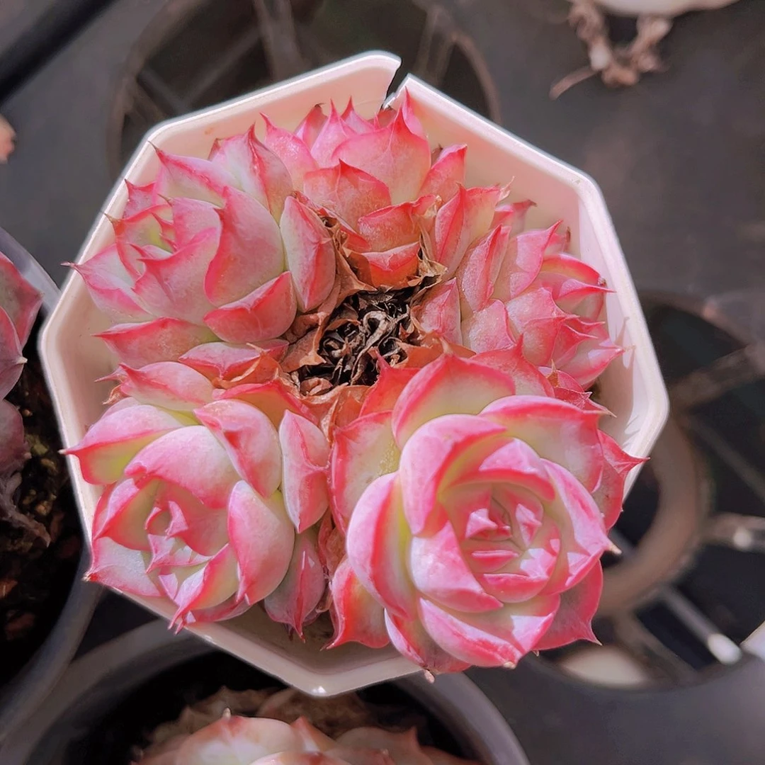 侧影6.8公分99米以上宽幅9