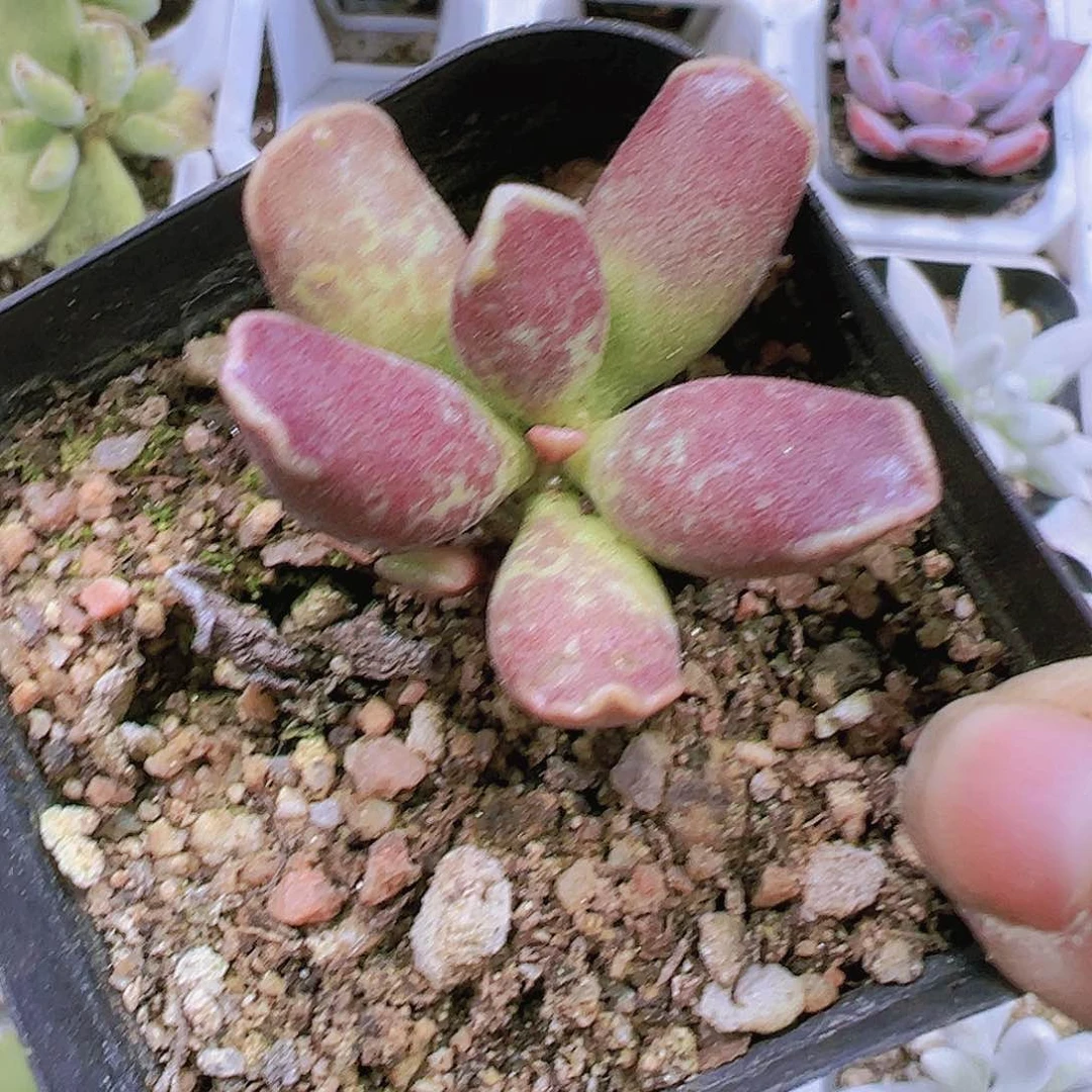 紫酷博19包邮多肉