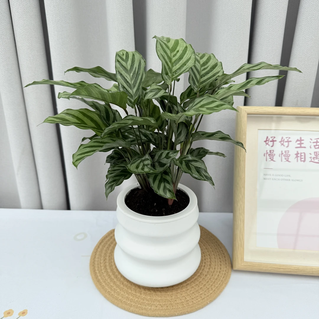 翠叶竹芋盆栽室内好养桌面小盆栽绿色植物净化空气喜阴阳台绿植
