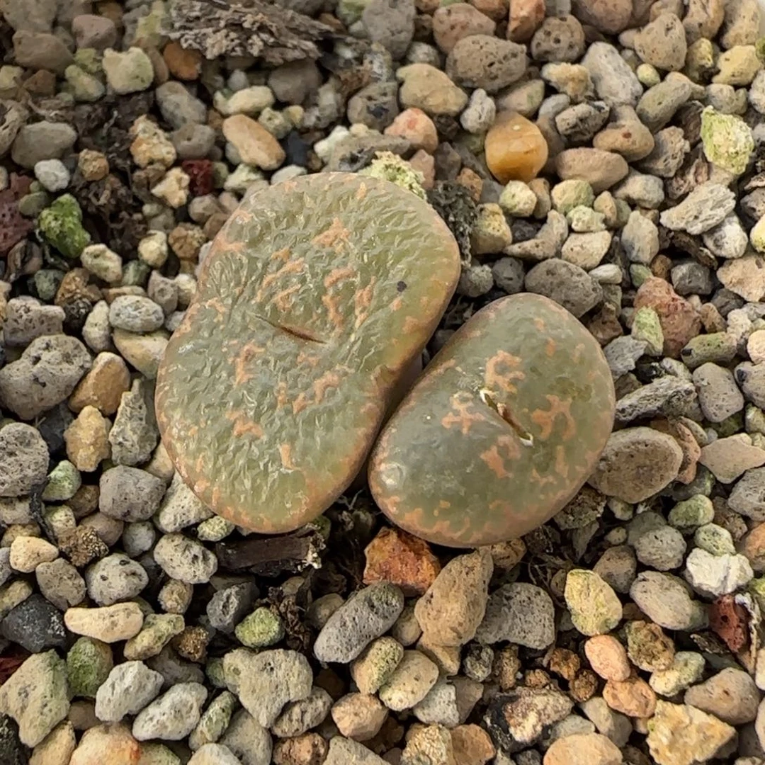 1-5-3-6当天满38包邮k勋1.9cm脱土