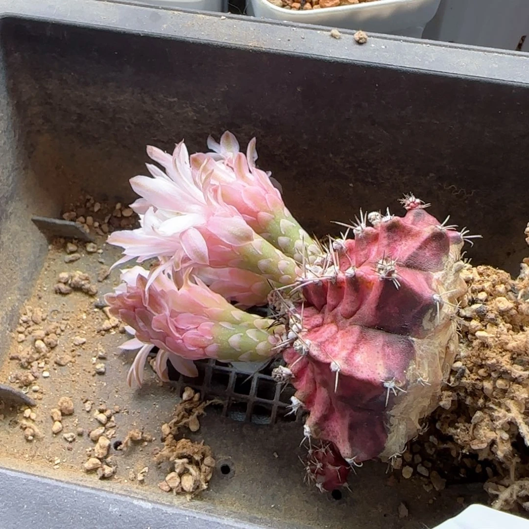 A***e5989 大白多肉植物园