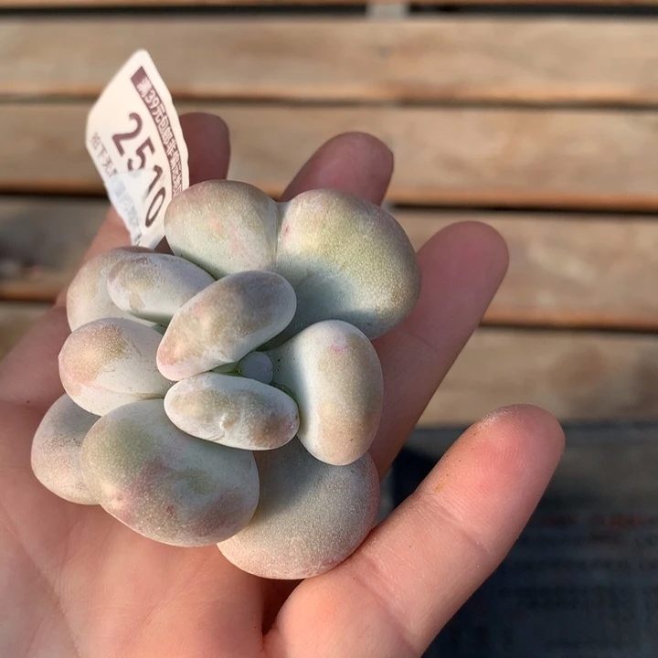 油煎丸子多肉植物