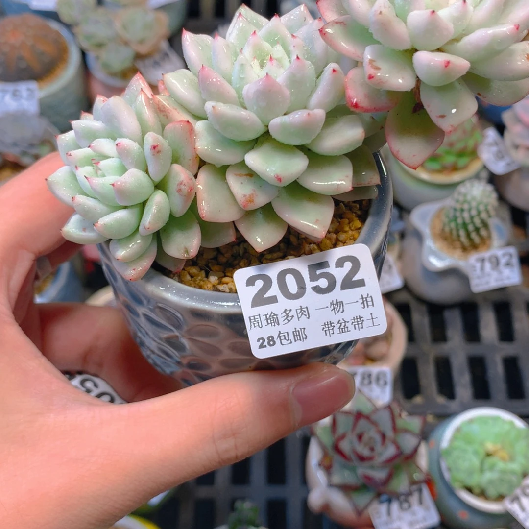 5厘米盆精控多肉2052