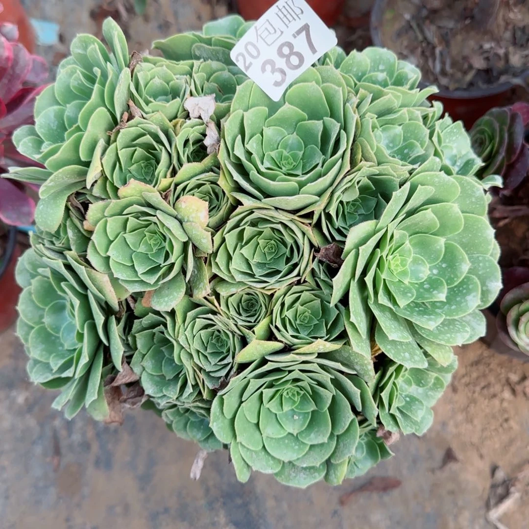 绿羊绒387满20包邮断枝不包