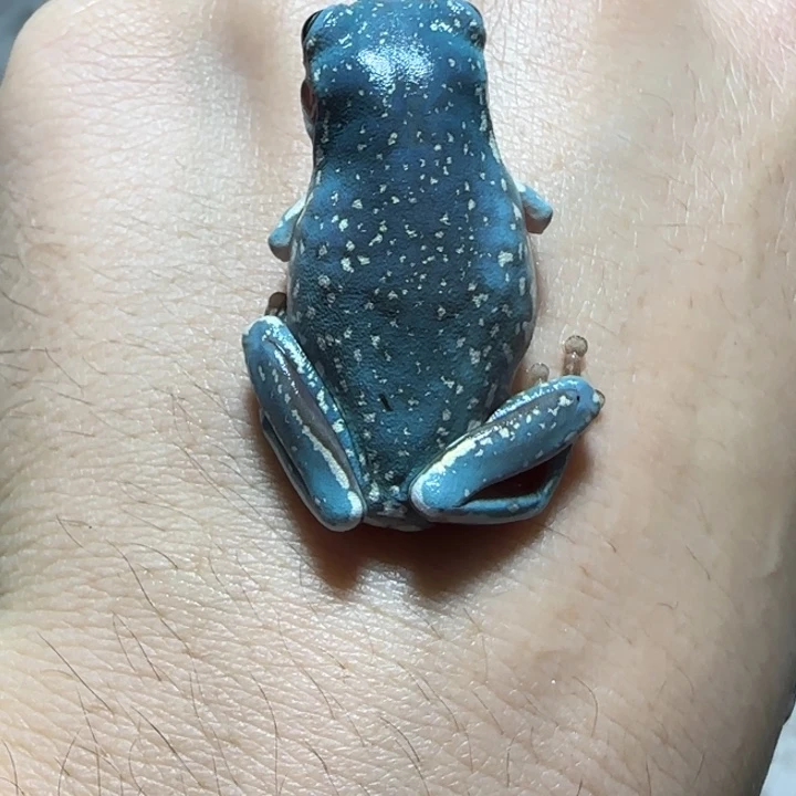 老爷树蛙魔鬼蓝小暴雪