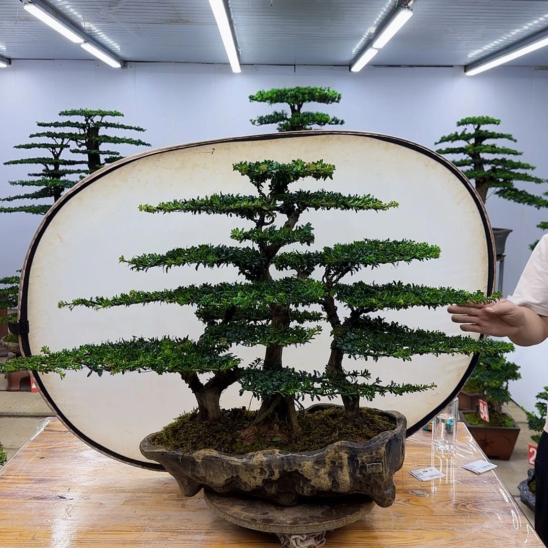 无花朵盆景直播间