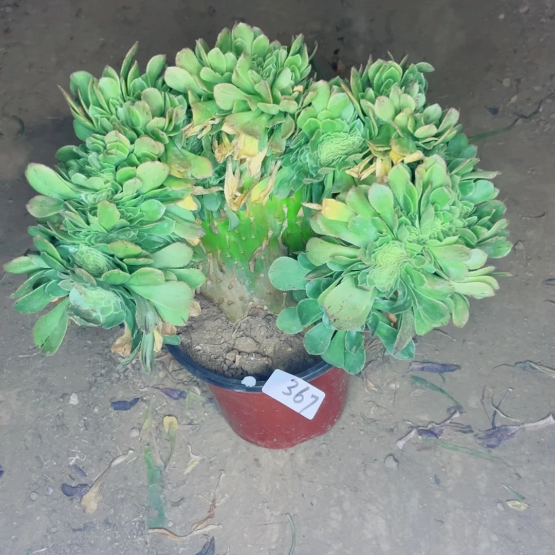 367绿羊绒缀化多肉植物