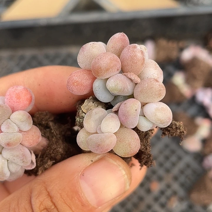 粉兔群5头随机发满18包邮
