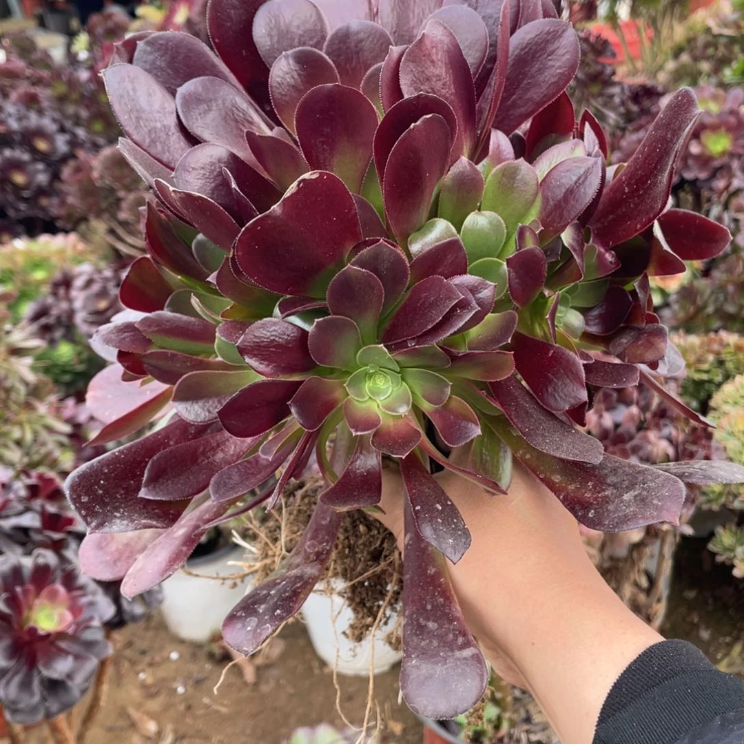 梅花多肉法师断枝不包