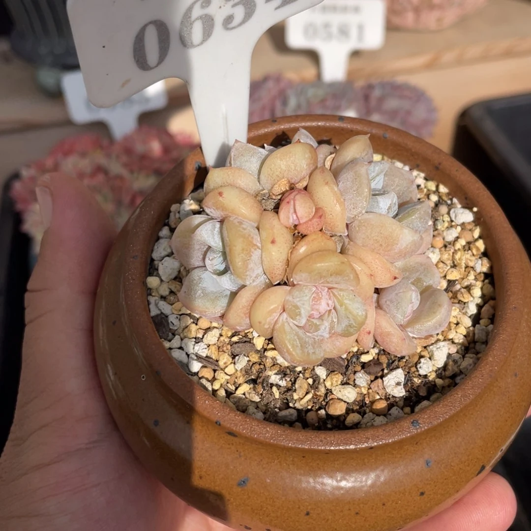 0634雪兔不带盆6厘米