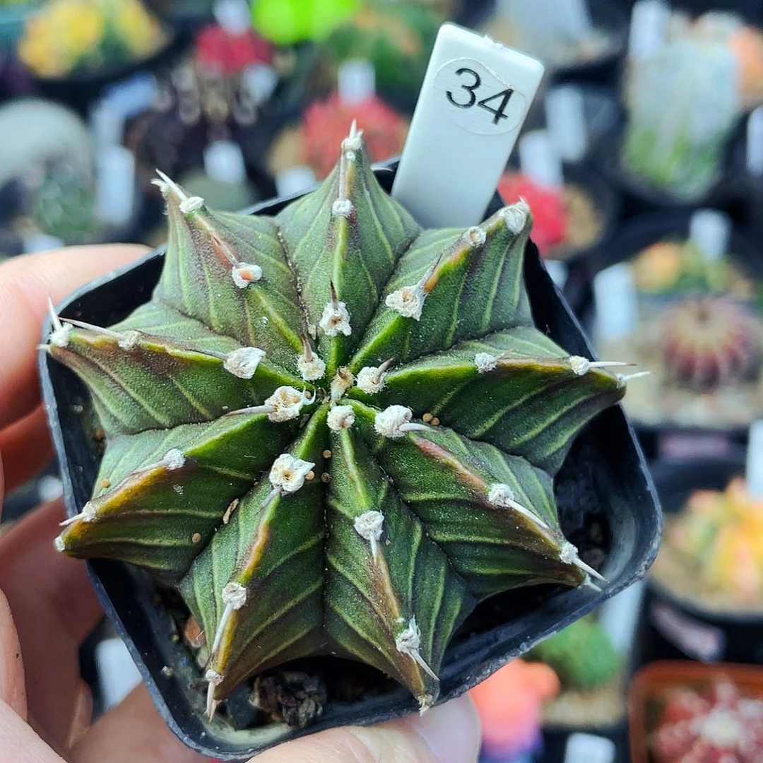 非偏远地区满25包邮仙人球