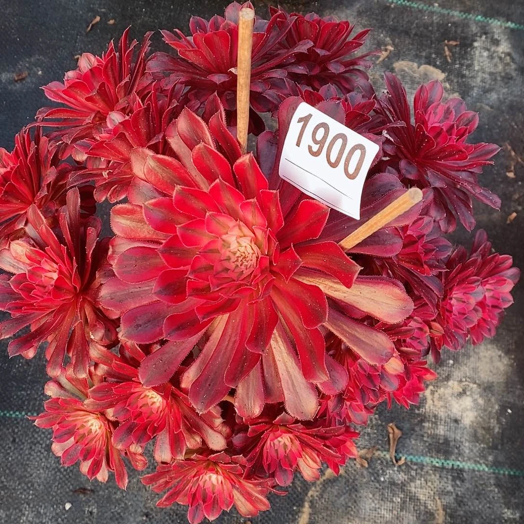 红陶1900黑铜白4多肉