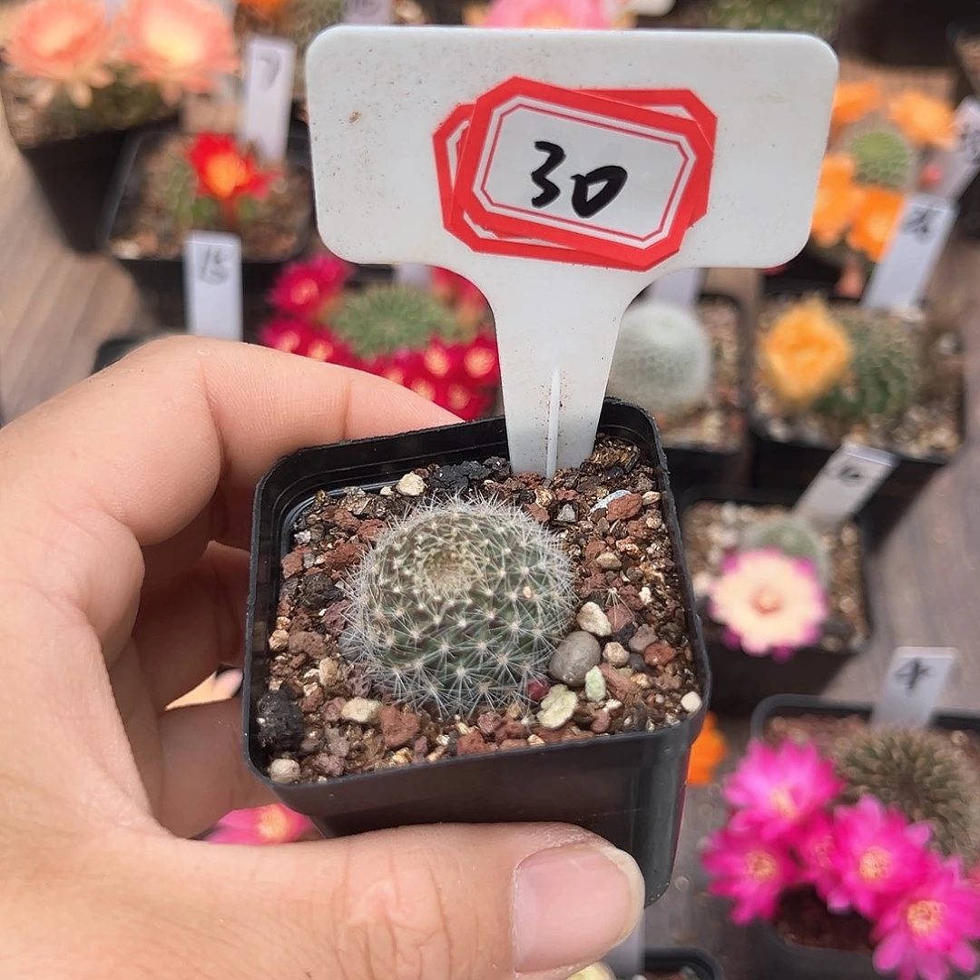 猫*30 16往事多肉园仙人球往事