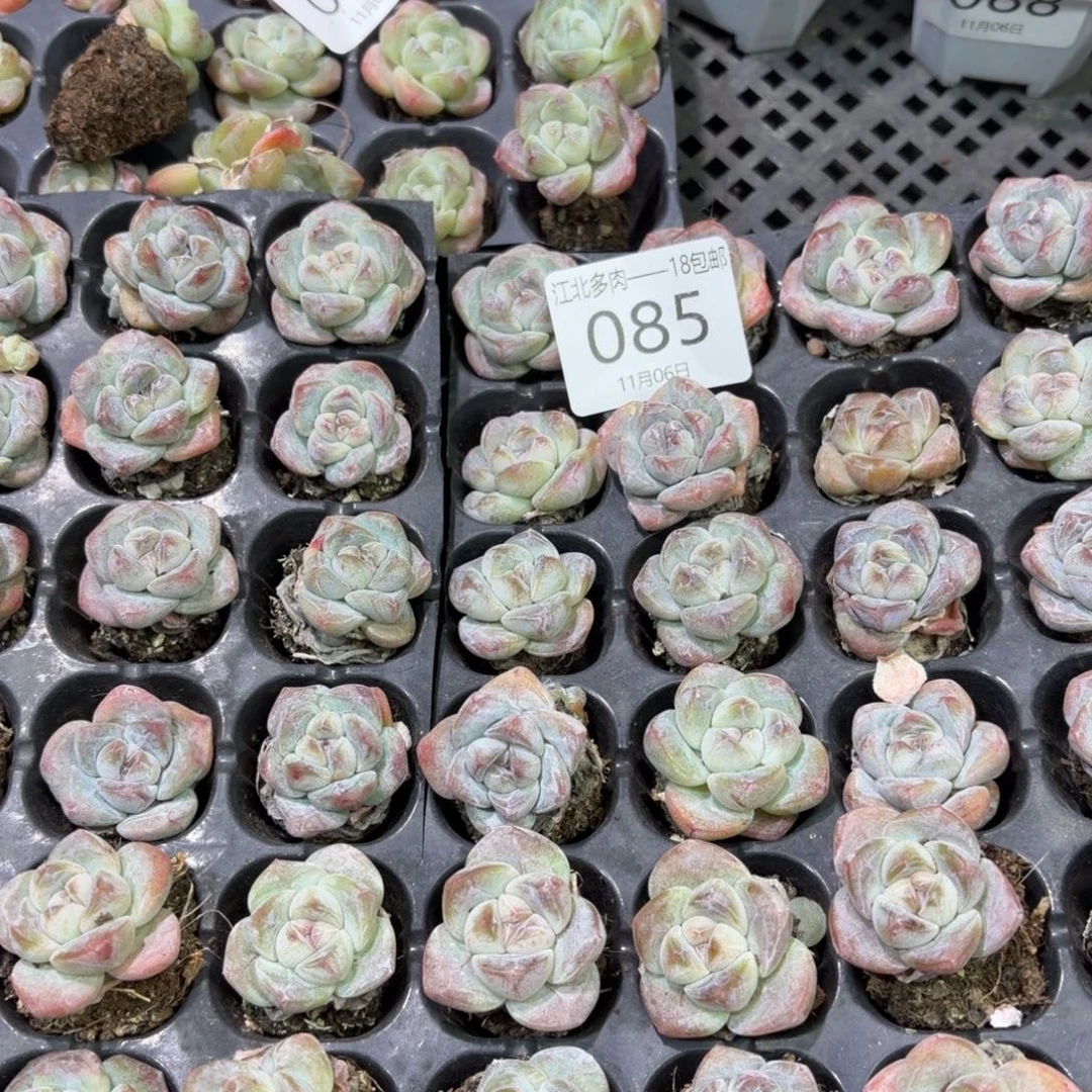 晴****85 号一物一拍到手1筐（25课）