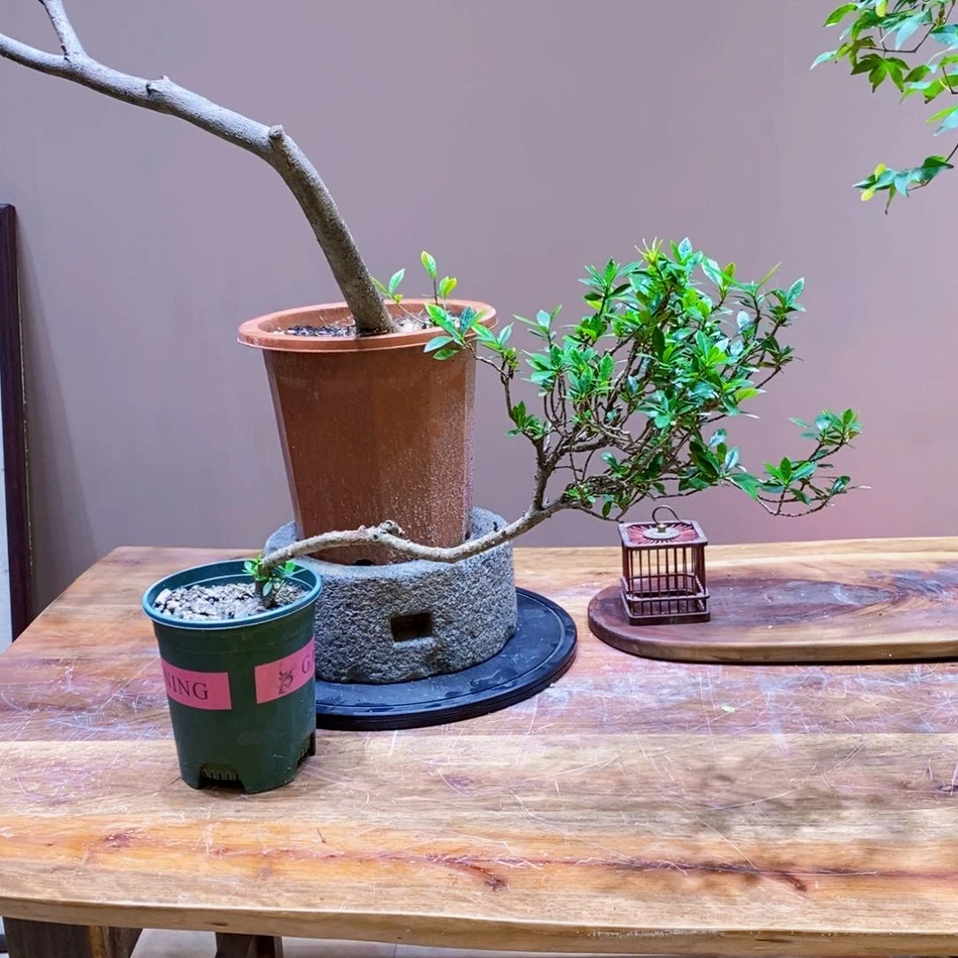 海岛栀子花11111111