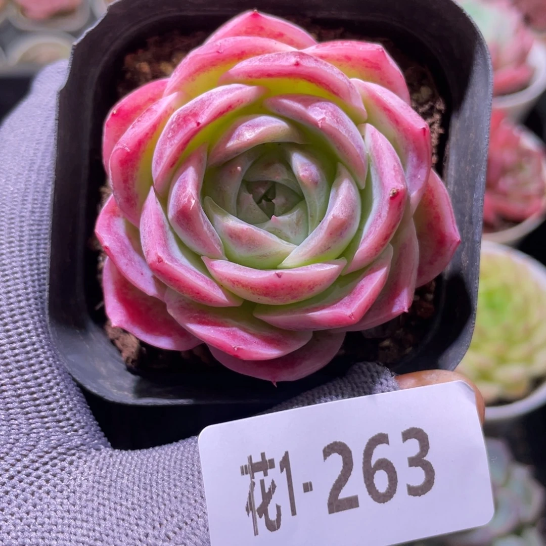 花利美1-263孤星