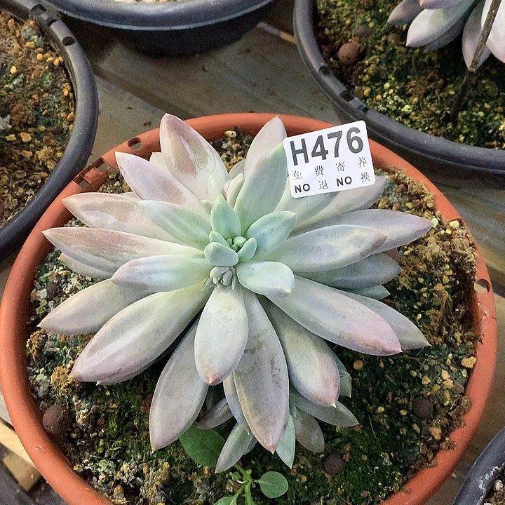 大彩体哥特 非偏远38包邮 节后发货