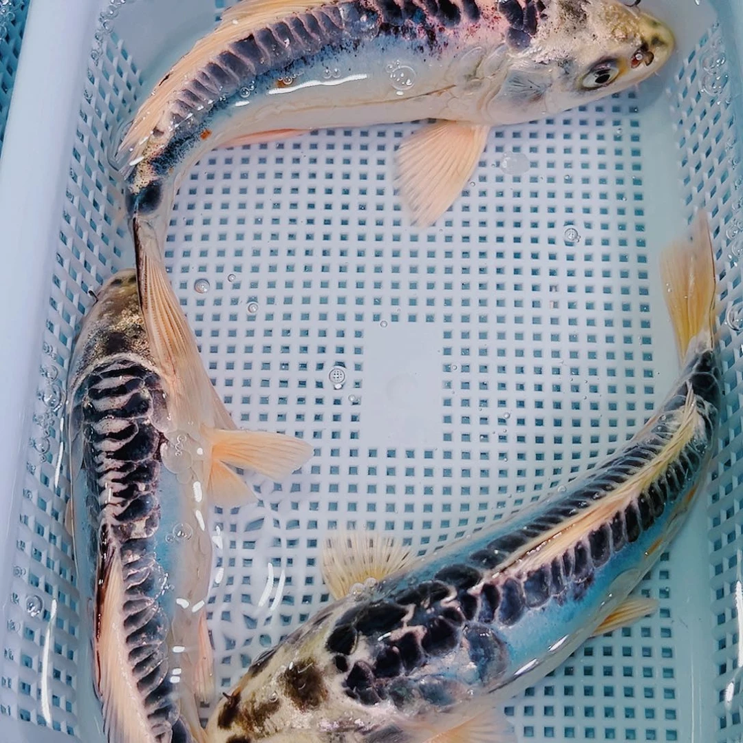 锦鲤锦鲤冷水鱼观赏104