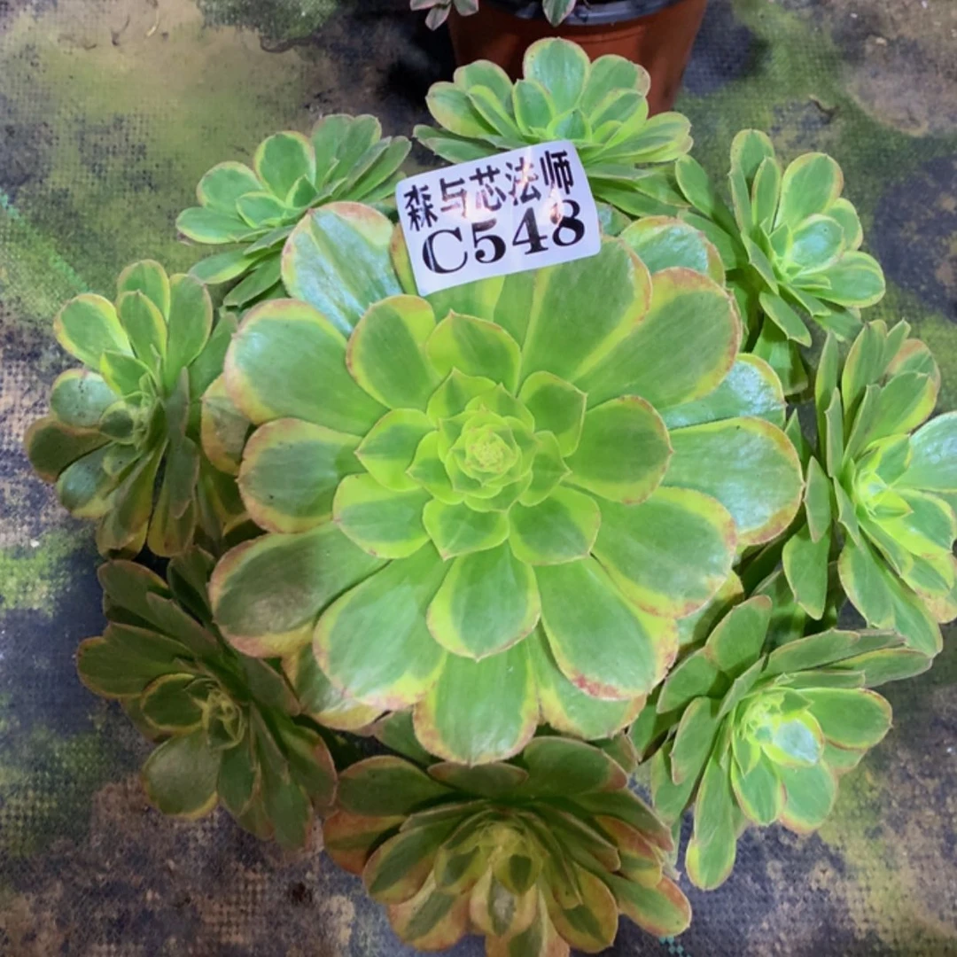 【闪购商品】548奶白锦
