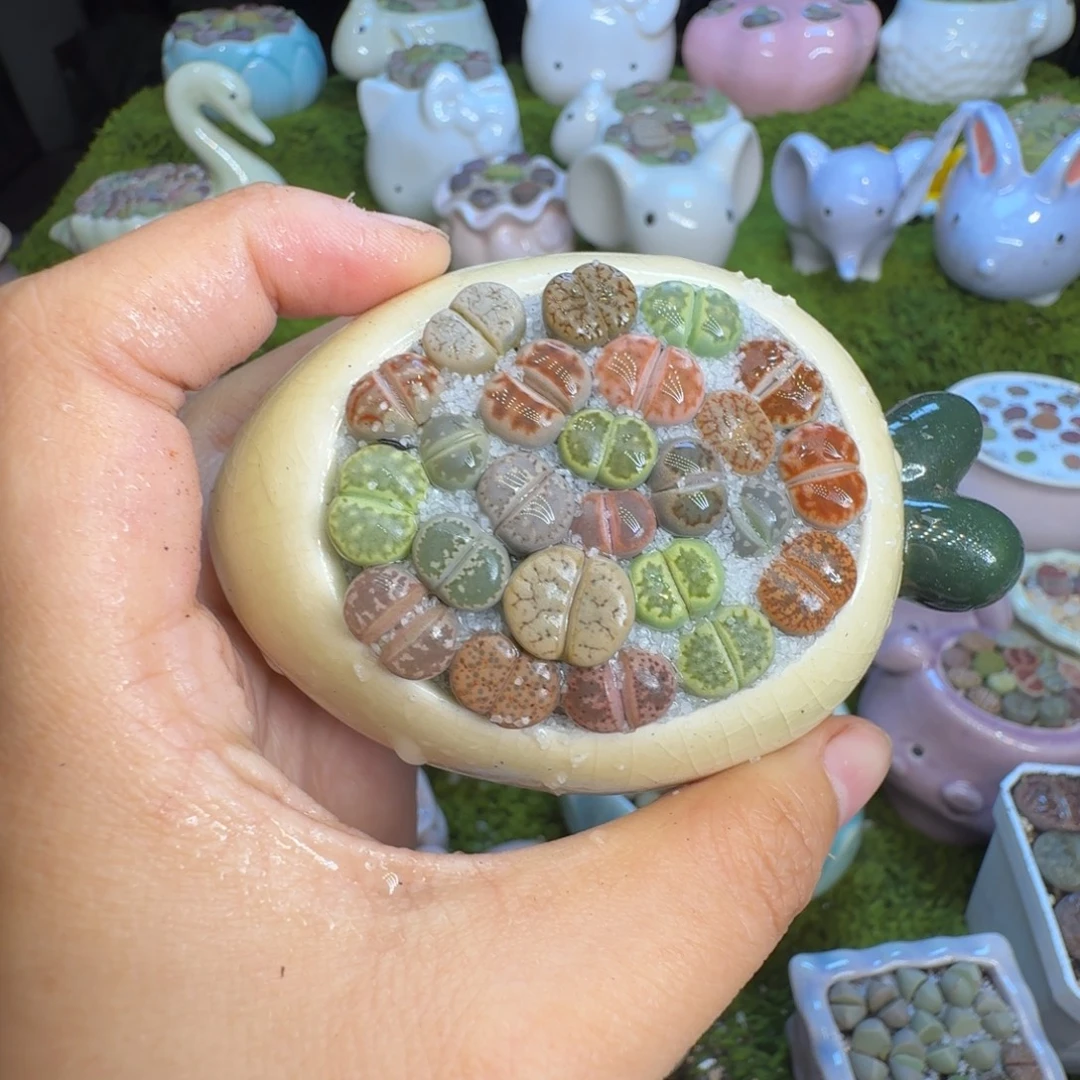 多肉植物福利冲524