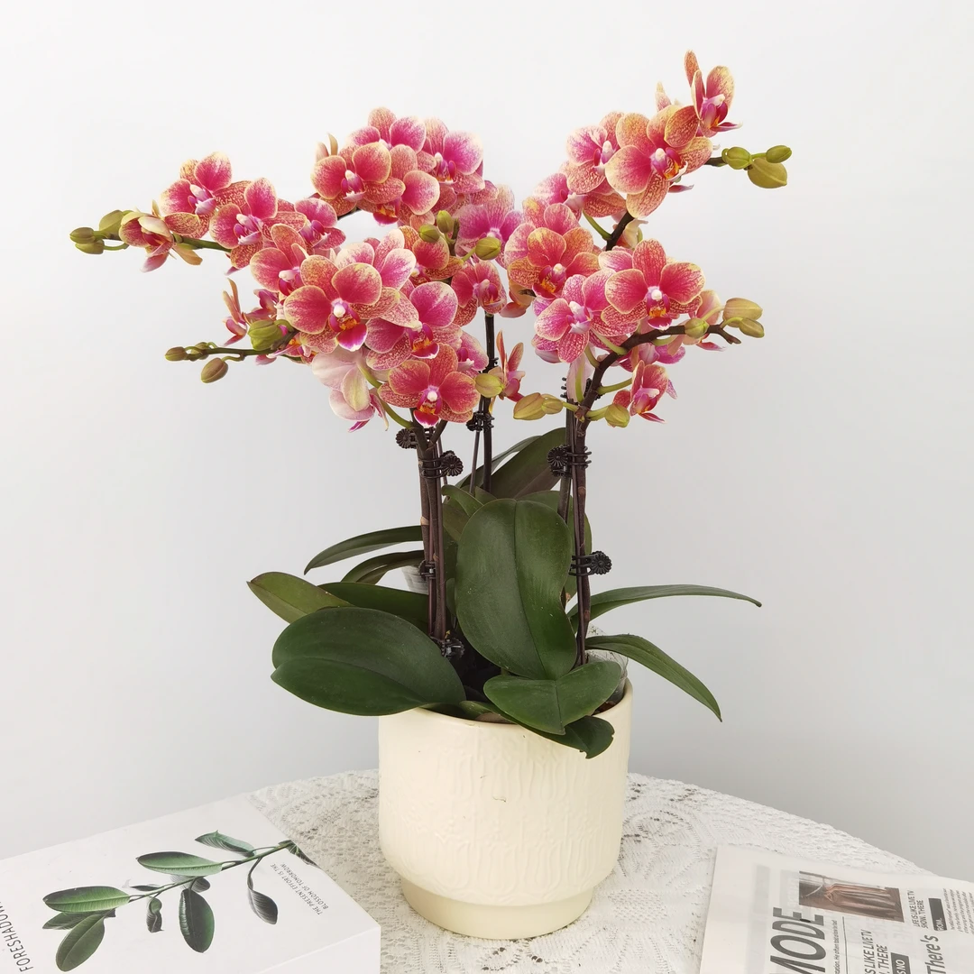蝴蝶兰【金蝶】橙红色蜡质花寓意好开花带花苞前台桌面花花期长送礼