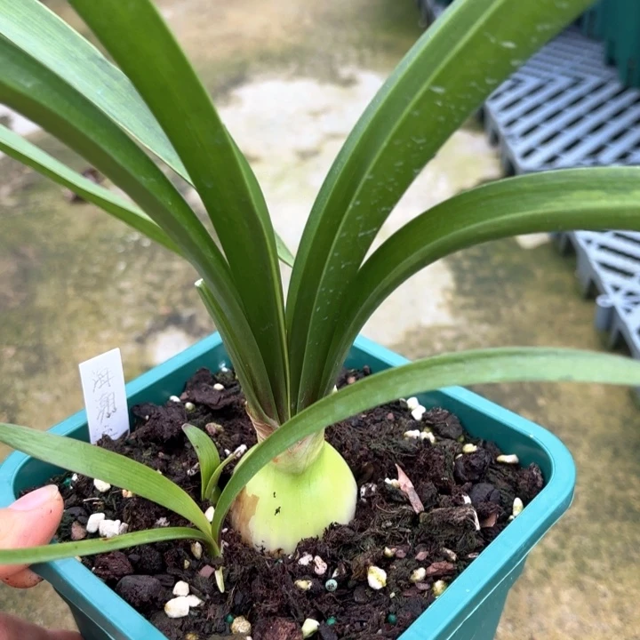 无花朵海潮之声4厘米不带盆