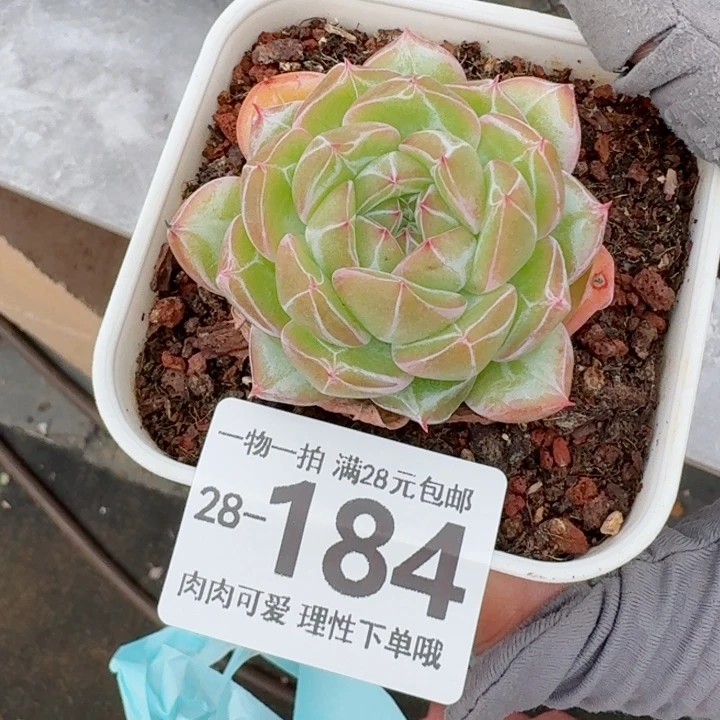 雪花珍妮无盆土发货多